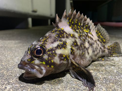 オウゴンムラソイの釣果