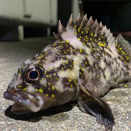 オウゴンムラソイ