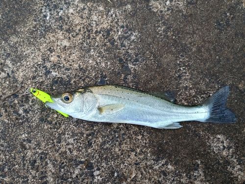 セイゴ（マルスズキ）の釣果