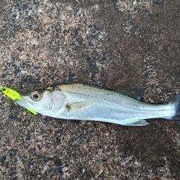 セイゴ（マルスズキ）