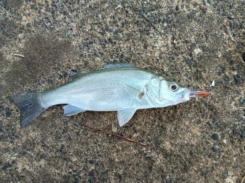 セイゴ（マルスズキ）の釣果