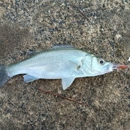 セイゴ（マルスズキ）