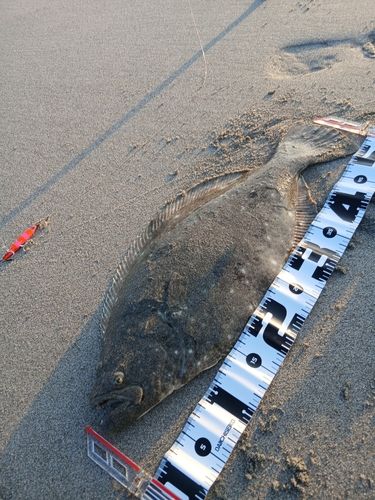 ヒラメの釣果