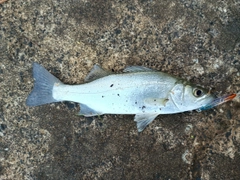 セイゴ（マルスズキ）の釣果