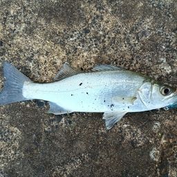 セイゴ（マルスズキ）