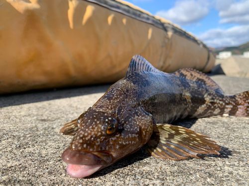 アイナメの釣果