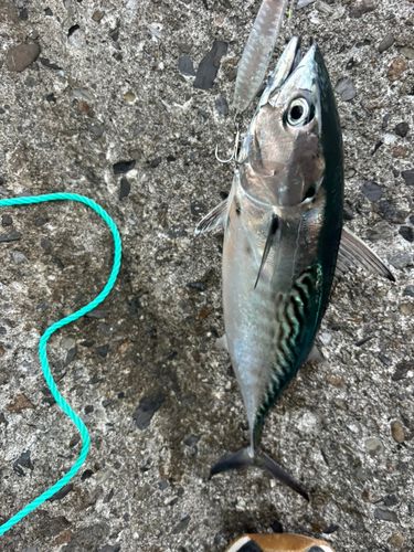 スマガツオの釣果