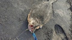 ヒラメの釣果