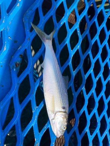 コノシロの釣果