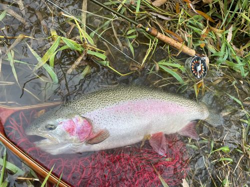 ニジマスの釣果