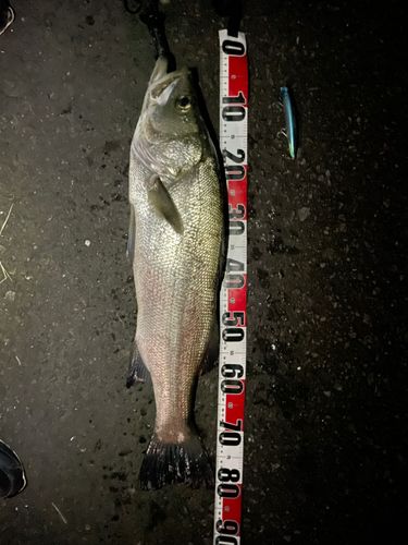 ヒラスズキの釣果