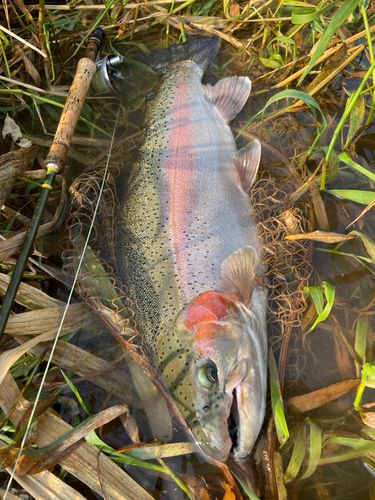 ニジマスの釣果
