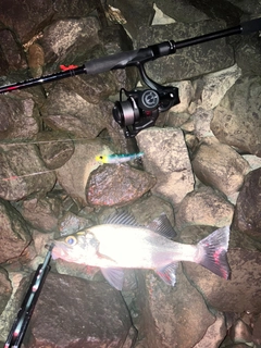 セイゴ（マルスズキ）の釣果