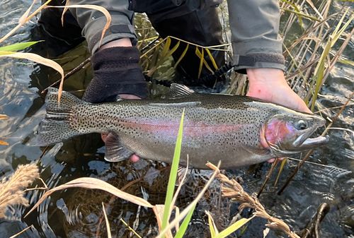 ニジマスの釣果