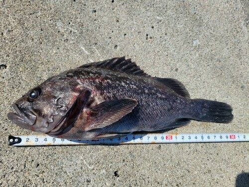 クロソイの釣果