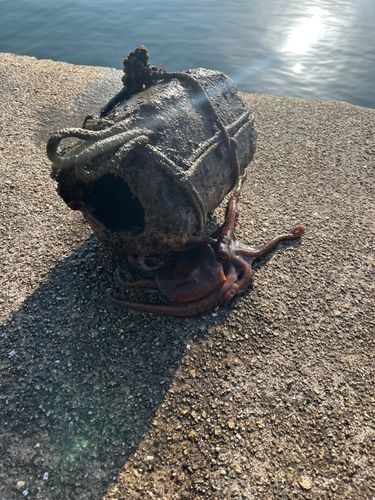 タコの釣果