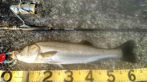 シーバスの釣果