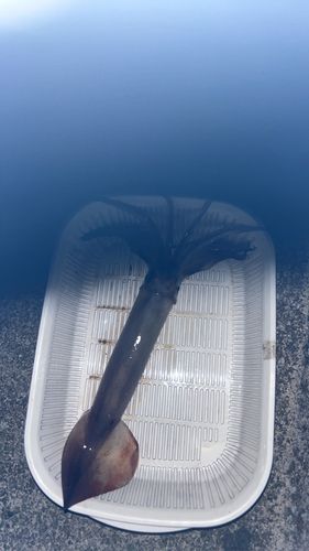 イカの釣果