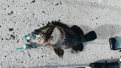 ムラソイの釣果