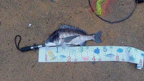 クロダイの釣果