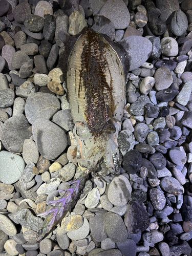 コウイカの釣果