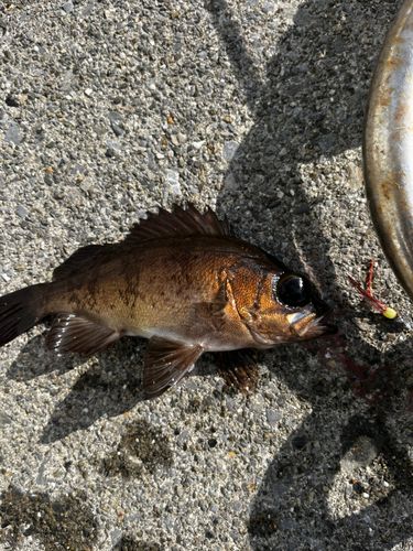 メバルの釣果