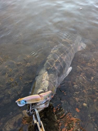 シーバスの釣果
