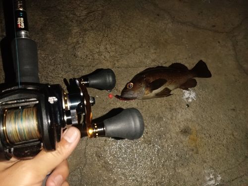 キラキラ公園（苫小牧西港）