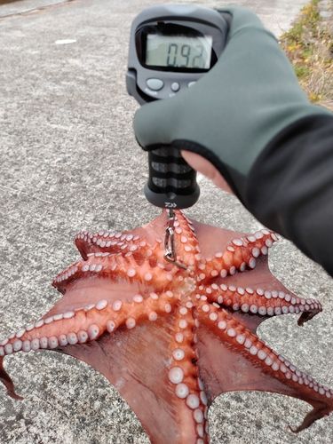 タコの釣果