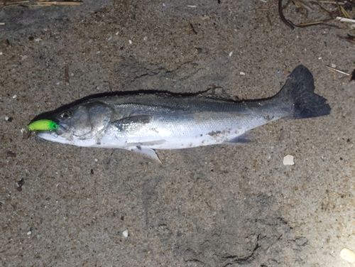 新舞子海岸（いわき）