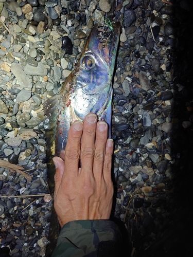 タチウオの釣果