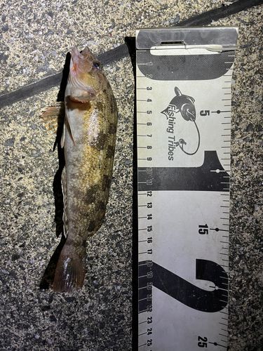 アイナメの釣果