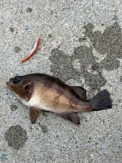 メバルの釣果