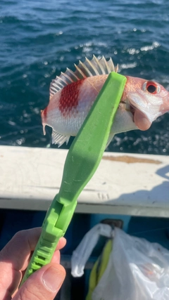 タマガシラの釣果