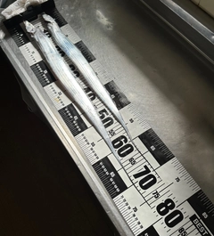 タチウオの釣果