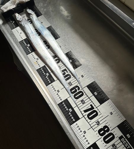 タチウオの釣果