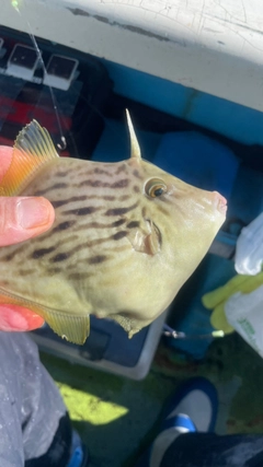 カワハギの釣果