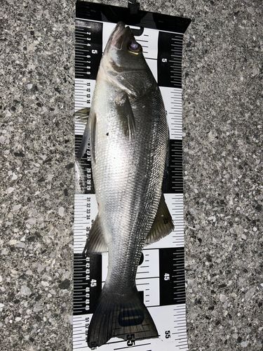 ヒラスズキの釣果