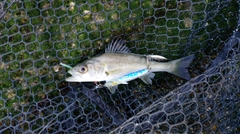 セイゴ（マルスズキ）の釣果