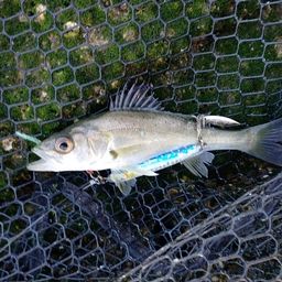 セイゴ（マルスズキ）