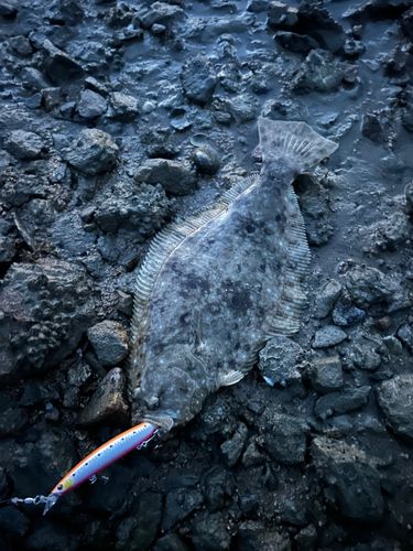 ヒラメの釣果