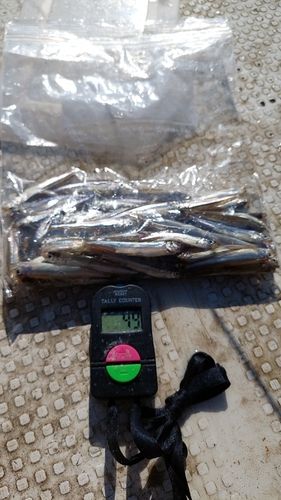 ワカサギの釣果