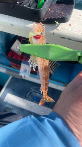 オキエソの釣果