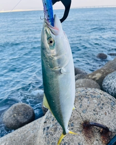 ハマチの釣果