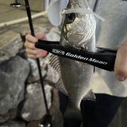 セイゴ（マルスズキ）