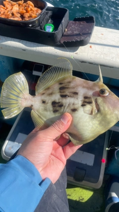 カワハギの釣果