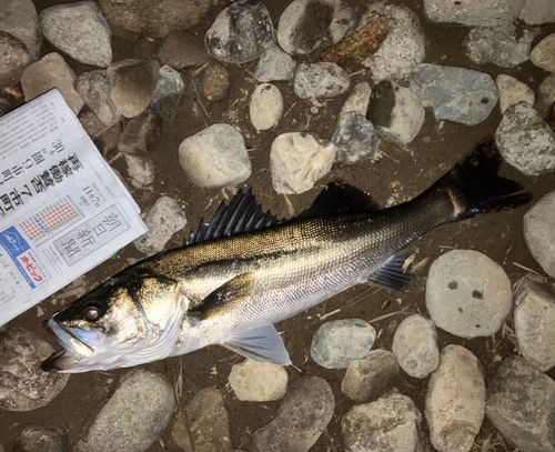 セイゴ（マルスズキ）の釣果