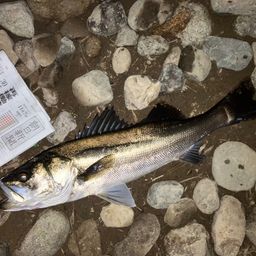 セイゴ（マルスズキ）