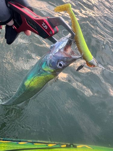 タチウオの釣果