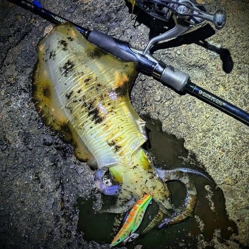 アオリイカの釣果